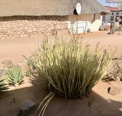 Kleinia longiflora