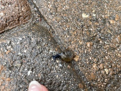 Oxychilus draparnaudi