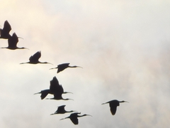 Plegadis falcinellus