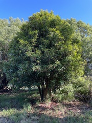 Macadamia tetraphylla