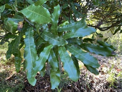 Macadamia tetraphylla