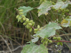 Xanthium strumarium