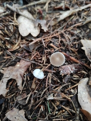 Strobilurus esculentus