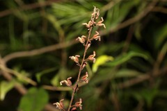 Stylidium productum