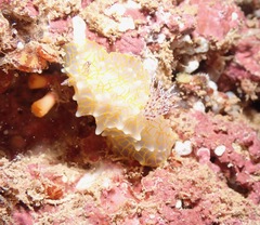 Halgerda terramtuentis