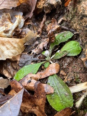 Antennaria solitaria