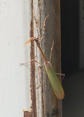 Empusa fasciata