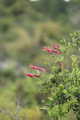 Dolichandra cynanchoides