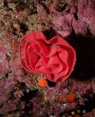 Hexabranchus