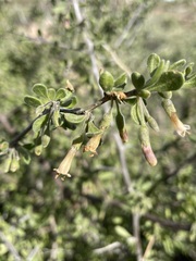 Lycium exsertum