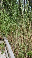 Phragmites mauritianus