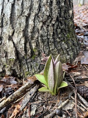 Frasera caroliniensis