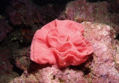 Hexabranchus