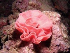 Hexabranchus