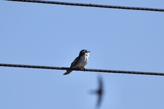 Chrysococcyx caprius