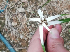 Rhynchospora latifolia