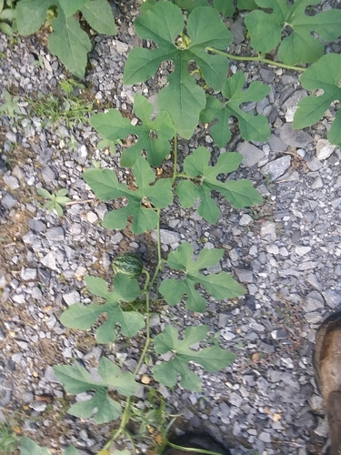 Image of Cucurbita melopepo by (c) Will McFarland, some rights reserved (CC BY)