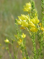 Oenothera rhombipetala