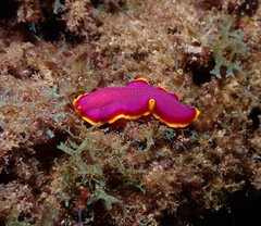 Pseudoceros ferrugineus