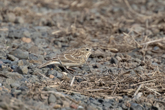 Calcarius ornatus