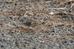 Calcarius ornatus