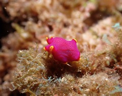 Pseudoceros ferrugineus