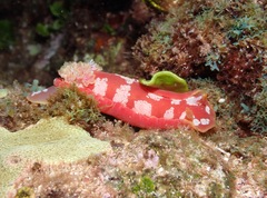 Hexabranchus
