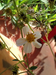 Bidens alba