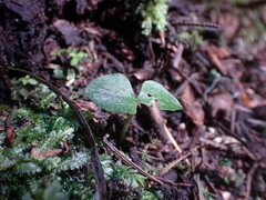 Neottia cordata