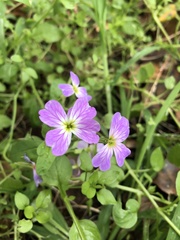 Malcolmia maritima