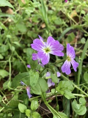 Malcolmia maritima
