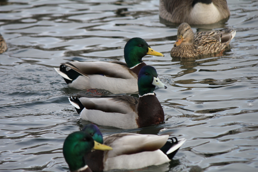 Faune et flore du pays - Le Canard colvert