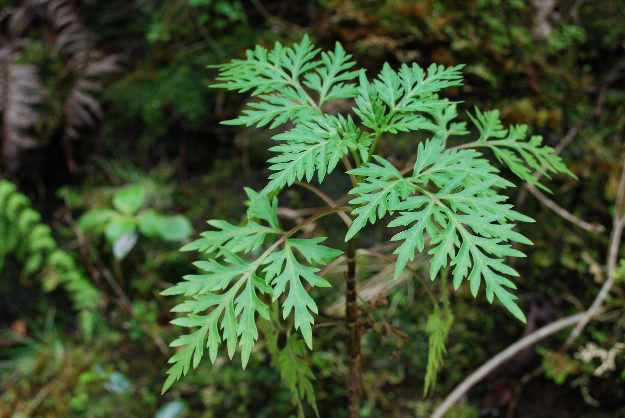 Bidens campylotheca ssp. waihoiensis