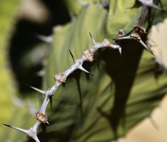 Euphorbia cooperi image