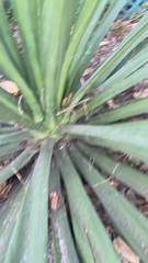 Agave vivipara