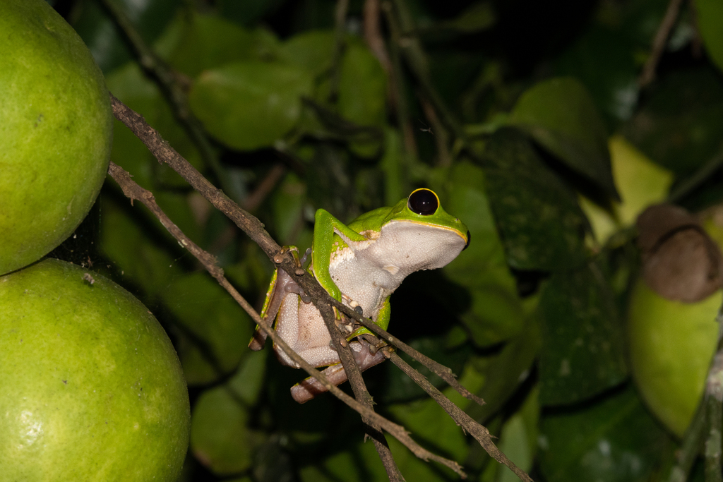Phyllomedusa chaparroi