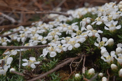 Pyxidanthera brevifolia