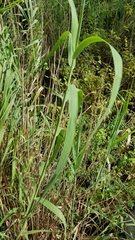 Phragmites mauritianus