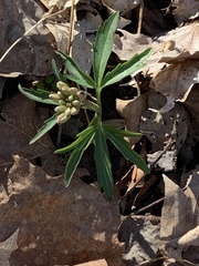 Cardamine concatenata