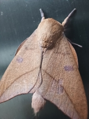 Adeloneivaia