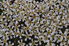 Pyxidanthera brevifolia