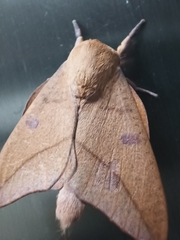 Adeloneivaia