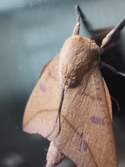 Adeloneivaia