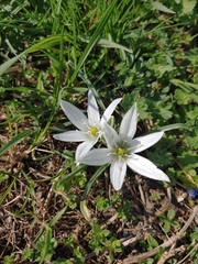 Ornithogalum
