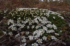 Pyxidanthera brevifolia