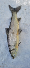 Coregonus artedi