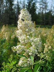 Spiraea alba