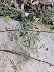 Astragalus nuttallianus