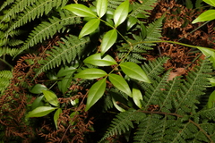 Pandorea jasminoides