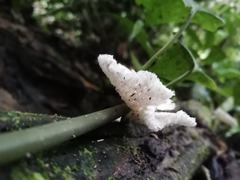 Fungi